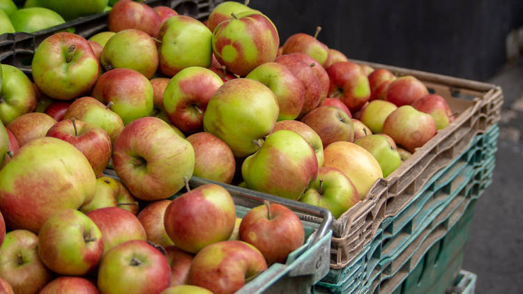 The apple-picking outing