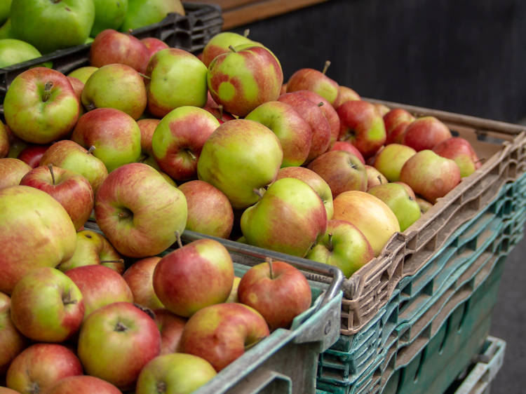 The apple-picking outing