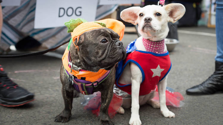 Dogs dressed up in Halloween costumes for a Pound Paws party at Gymea Hotel..