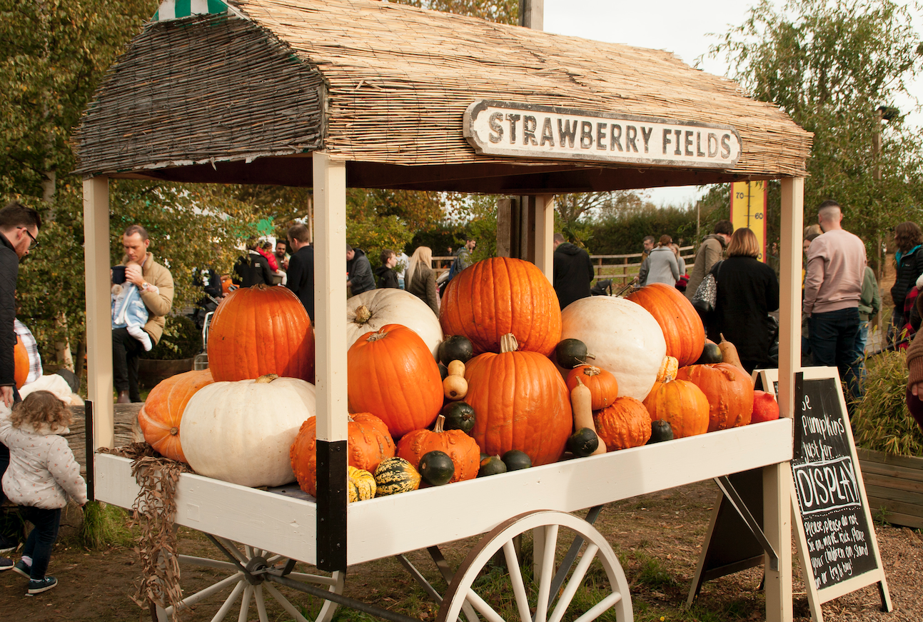 pumpkin patch near us