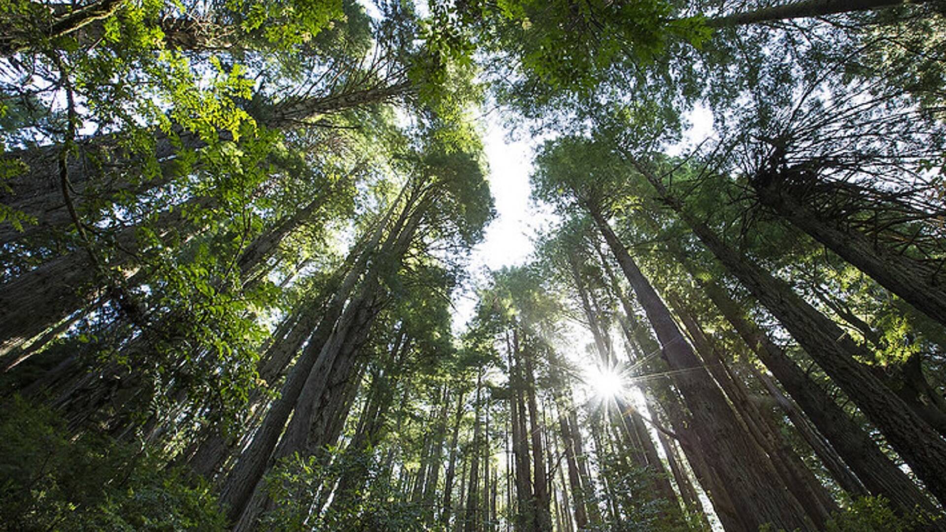 The 13 Best Places to See California Redwoods Up Close