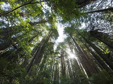 The 13 Best Places to See California Redwoods Up Close