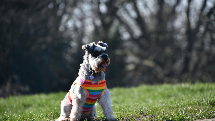 schnauzerfest 