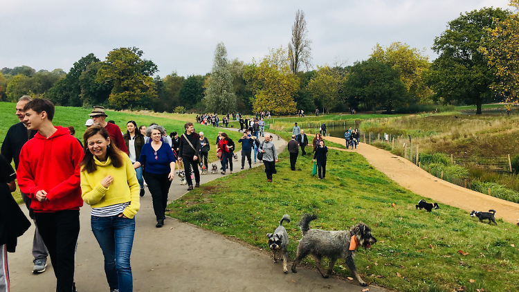 schnauzerfest 