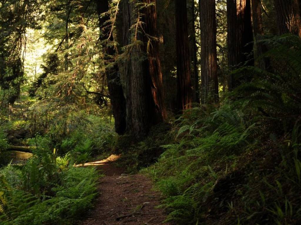 The 13 Best Places To See California Redwoods Up Close