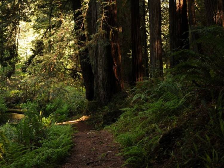 Prairie Creek Redwoods State Park