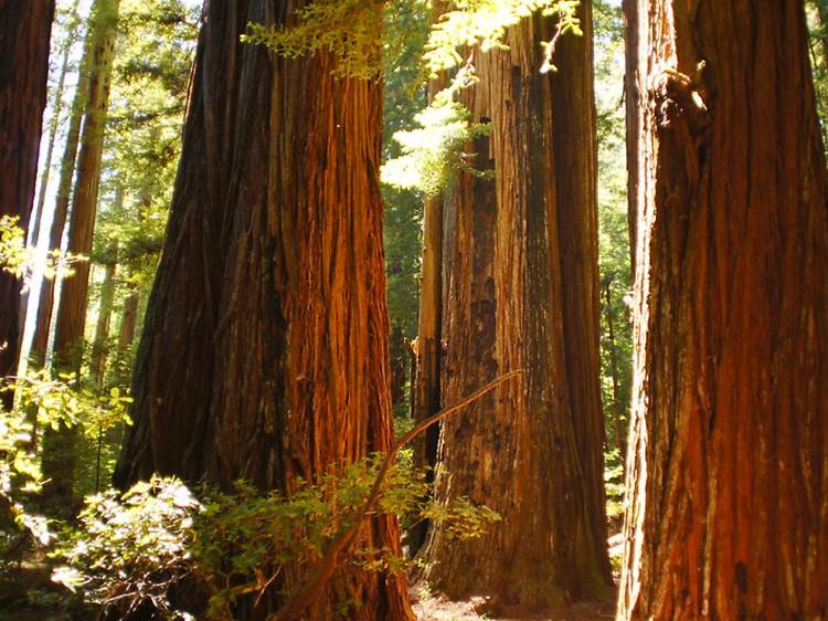 Humboldt Redwoods State Park