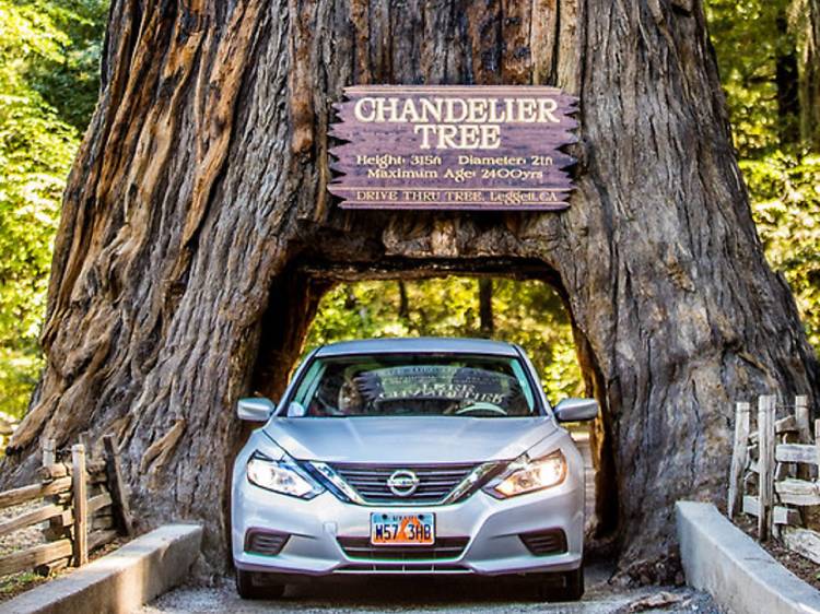 The Chandelier Tree