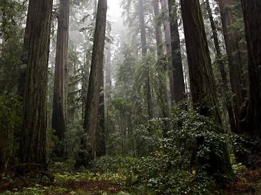 The 13 Best Places To See California Redwoods Up Close