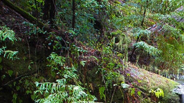 Big Basin Redwoods State Park