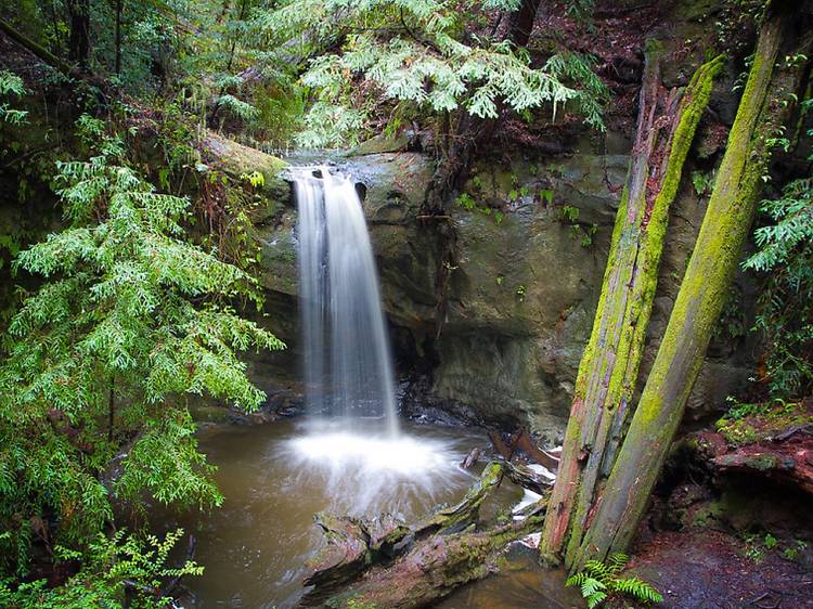slå spisekammer statisk The 13 Best Places to See California Redwoods Up Close