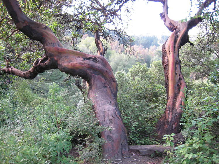 Redwoods Regional Park