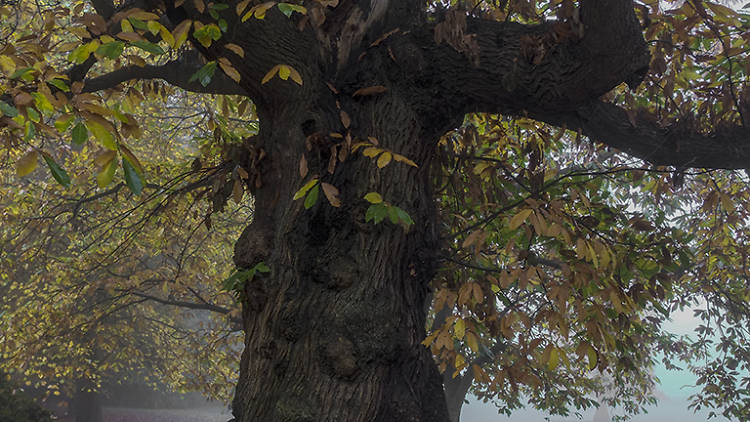 Stalking Trees: Beating the Bounds