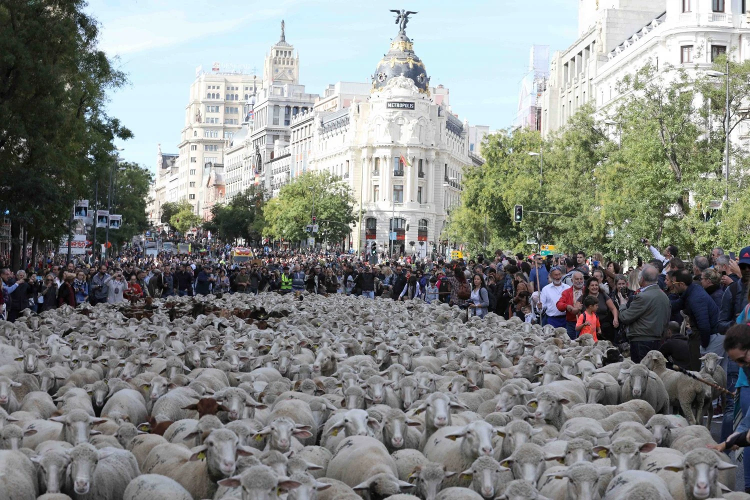 Fiesta de la Trashumancia