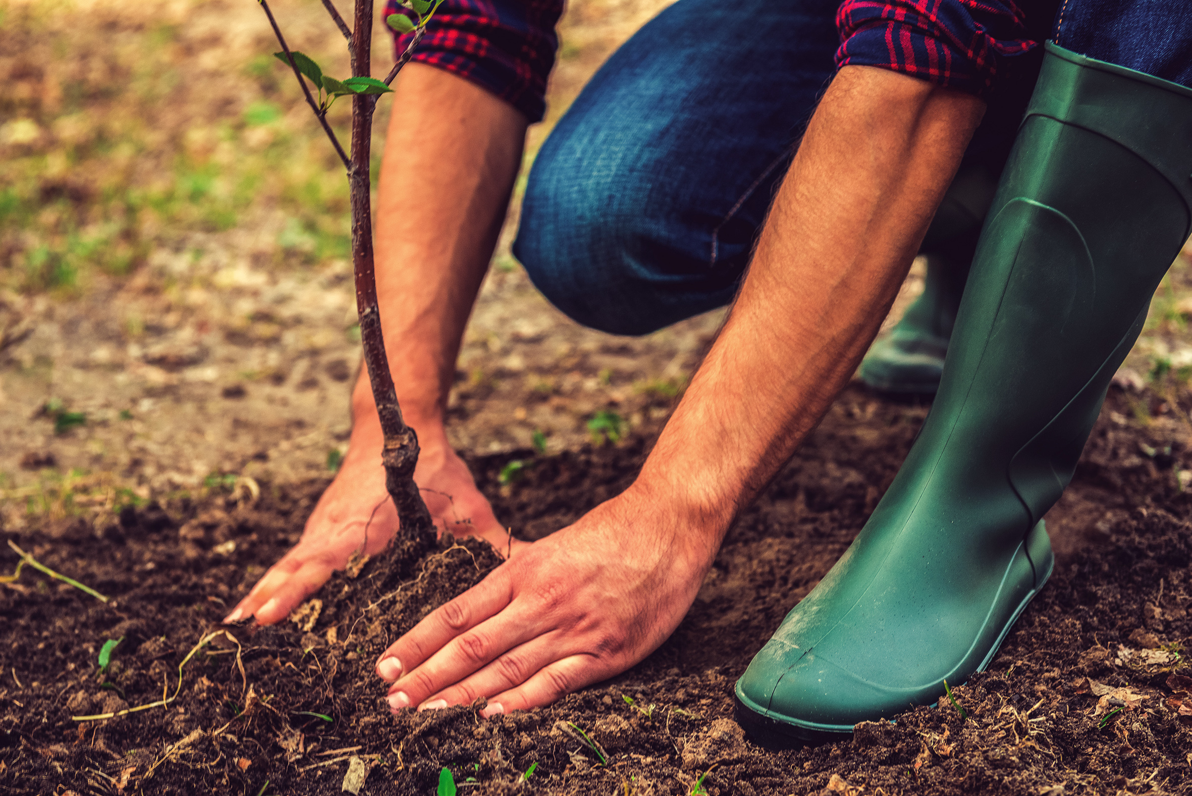 City Hall is giving away 55,000 free trees