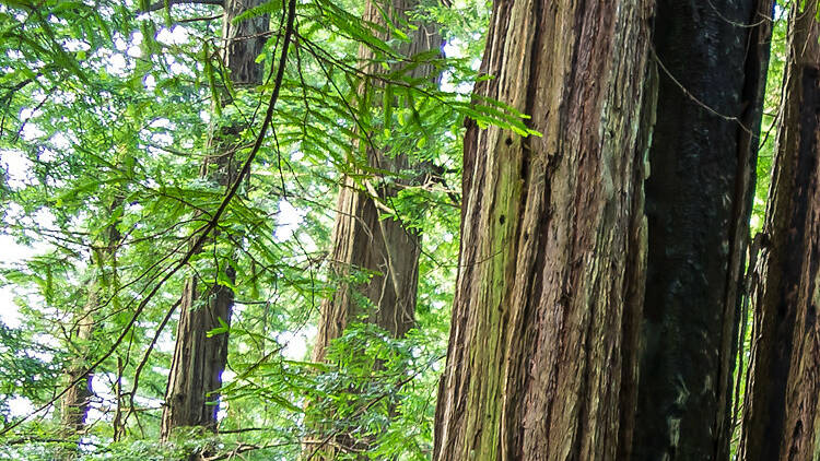 Jedediah Smith Redwoods State Park