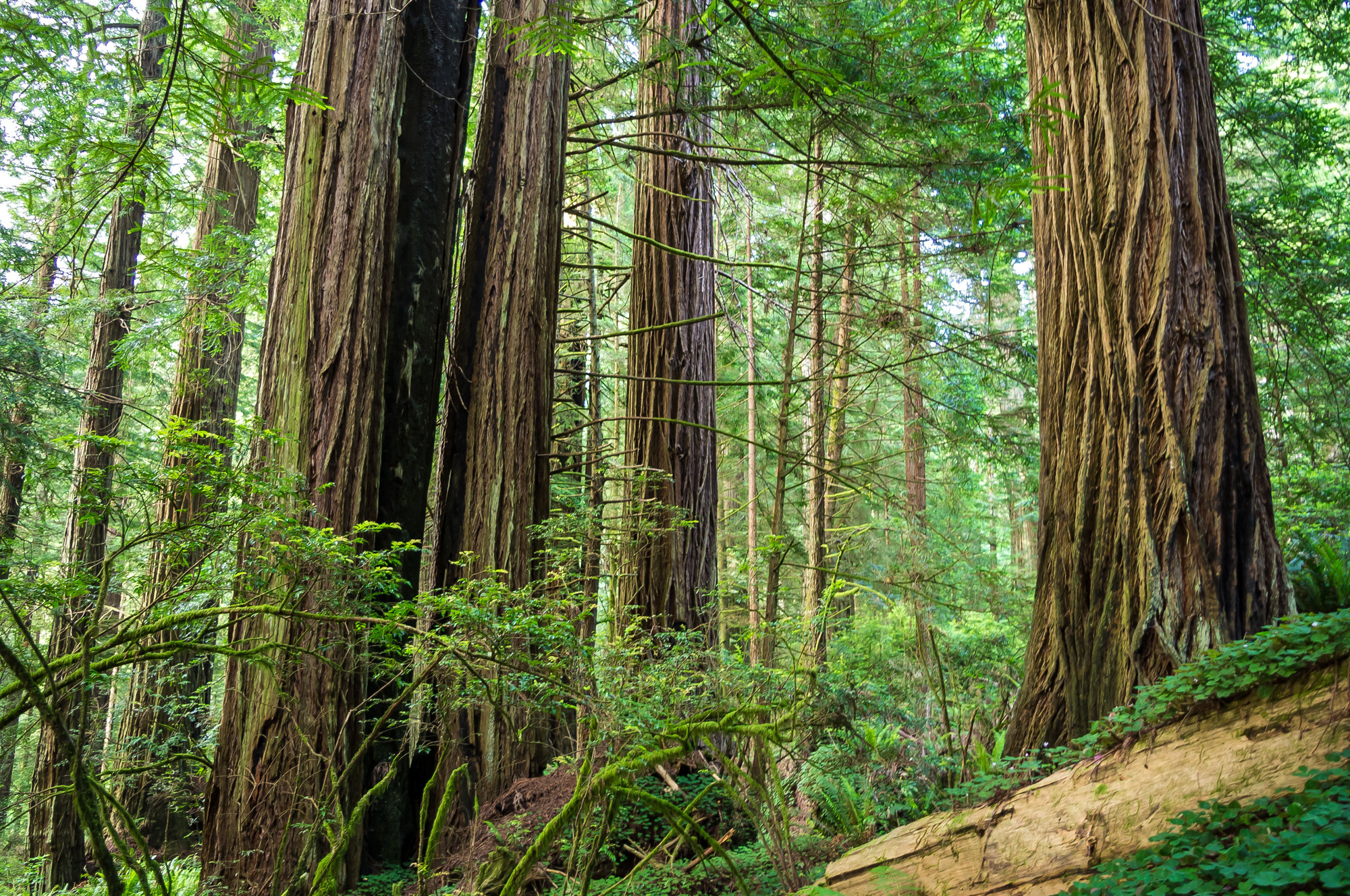 redwood forest visit