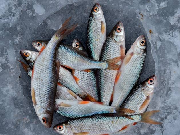 Peixe e Marisco Peixe e Marisco