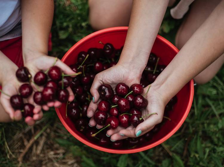 Pick your own cherries at CherryHill Orchards