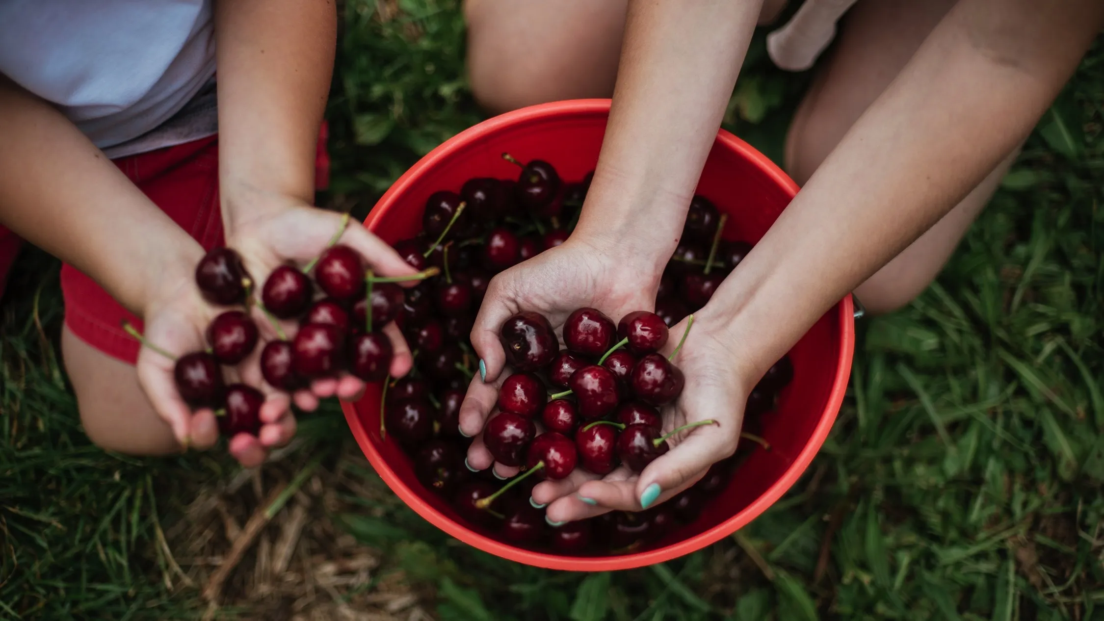 Children picking cherries at Cherry Hill Pick Your Own