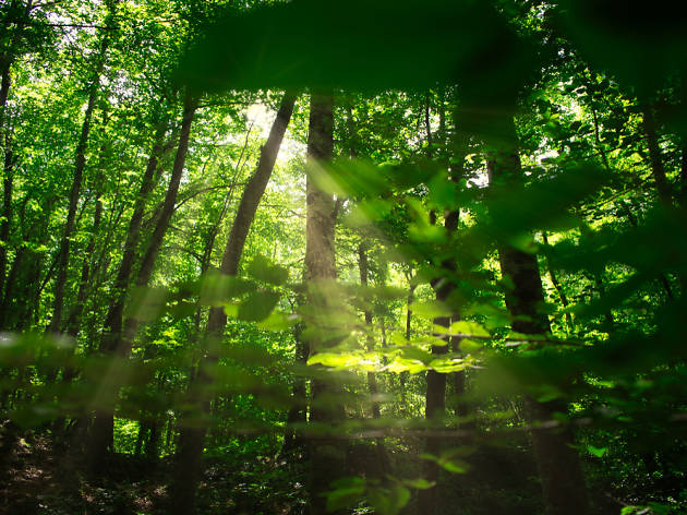 La Fageda d'en Jordà La Fageda d'en Jordà