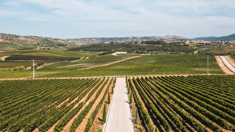 Vinhas na Região de Lisboa