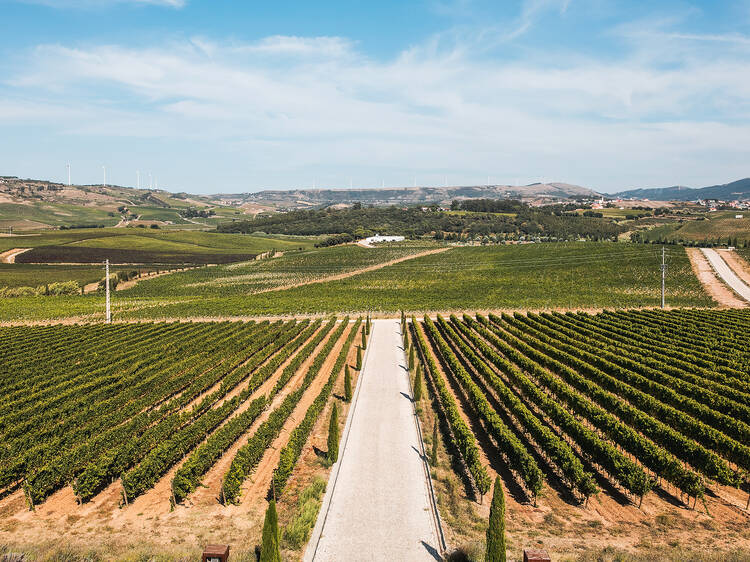 Vinhas na Região de Lisboa