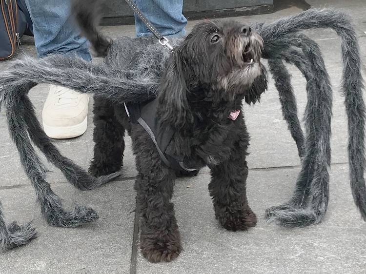 Dog Day Halloween Parade & Costume Contest at Washington Square Park