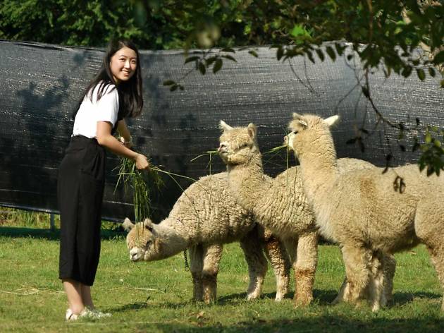 Go Green Organic Farm_alpaca Go Green Organic Farm_alpaca