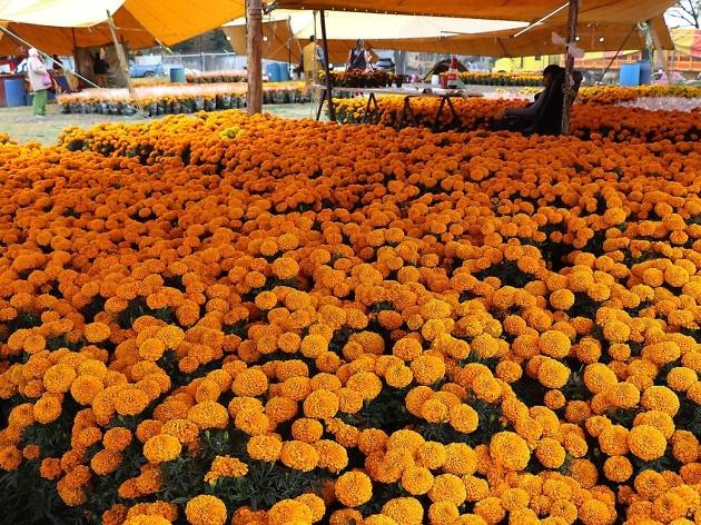 ROMERÍAS DE CEMPASÚCHIL Y CAMOTE Y CALABAZA ROMERÍAS DE CEMPASÚCHIL Y CAMOTE Y CALABAZA