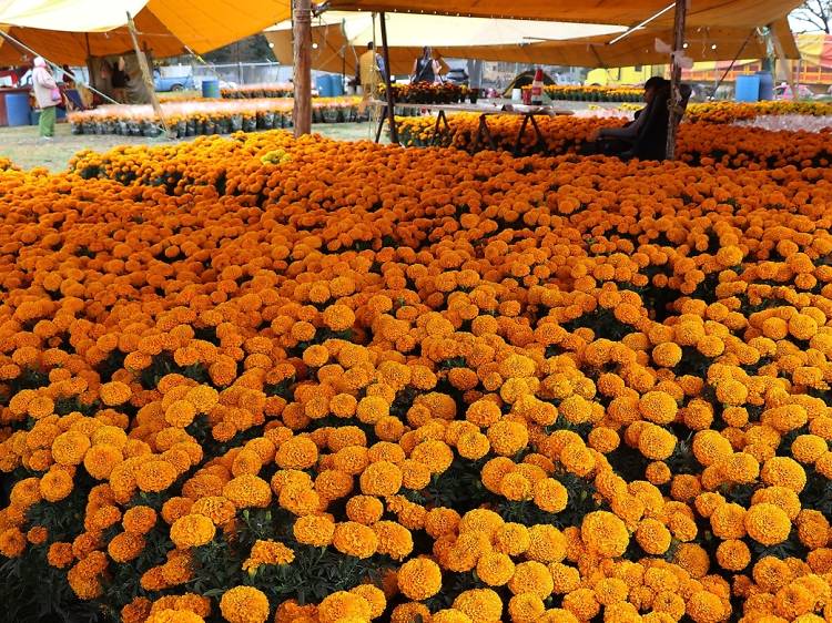 ¿En dónde comprar la flor de cempasúchil en CDMX?
