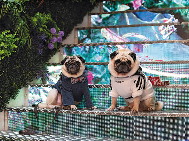 London Dog Week London Dog Week