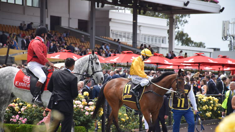 Watching Melbourne Cup from a Sydney pub 