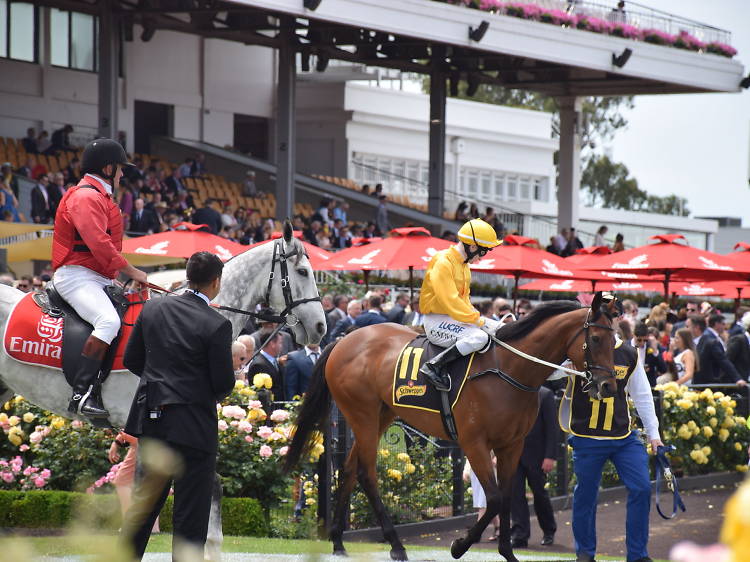 Watching Melbourne Cup from a Sydney pub 