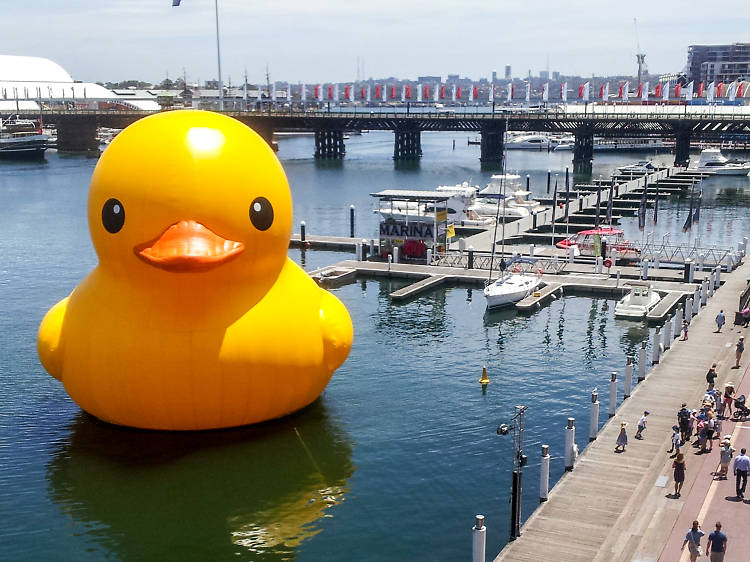 Florentijn Hofman's Rubber Duck at Darling Harbour, Sydney