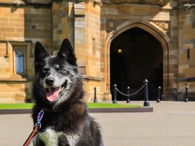 Sydney Uni Dog Day A dog standing in the University of Sydney quadrangle.