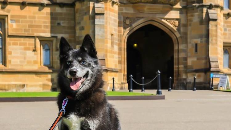 A dog standing in the University of Sydney quadrangle.