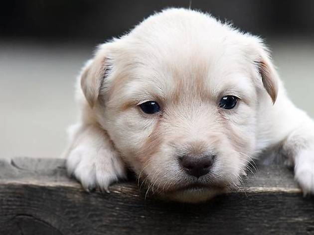Noël des animaux abandonnés 2019 Noël des animaux abandonnés 2019