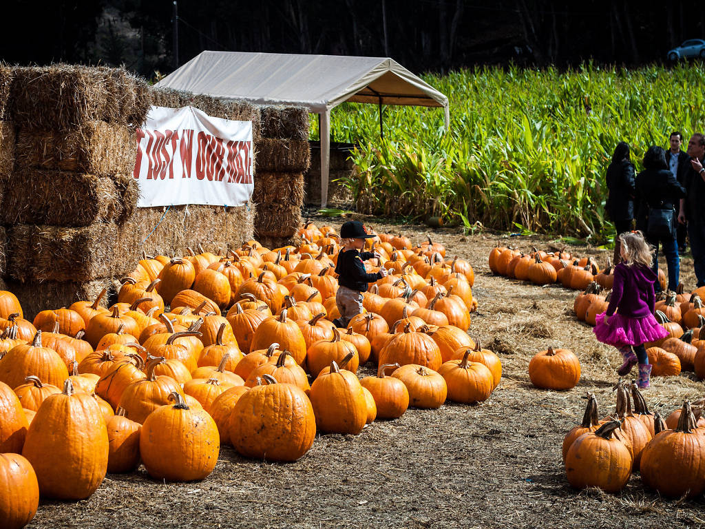 10 Pumpkin Patches in the Bay Area Everyone Will Enjoy