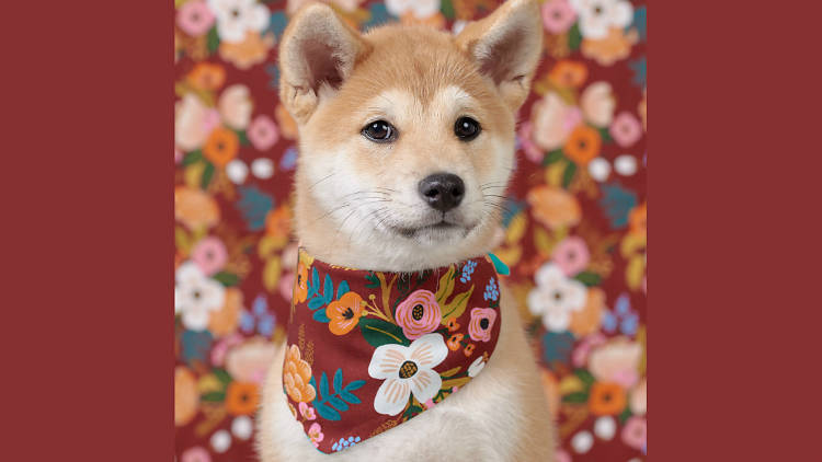A shiba inu dog wearing a red floral bandana against a matching background