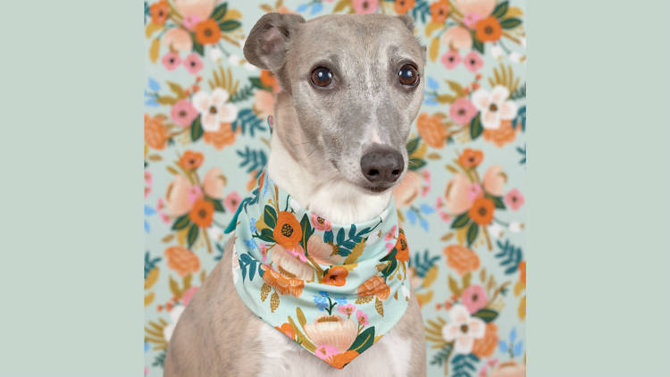 A whippet wearing a floral bandana against a matching background