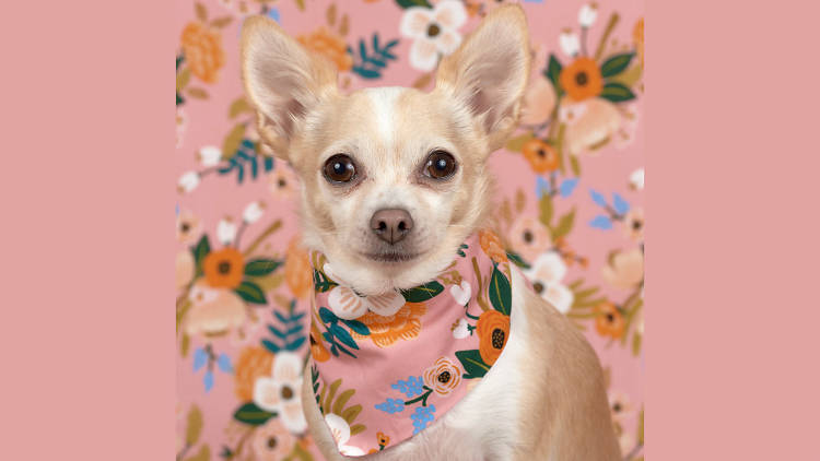 A chihuahua wearing a floral bandana against a matching background