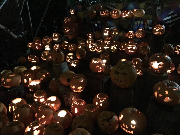 Pumpkins at Dalston Curve Garden Pumpkins at Dalston Curve Garden