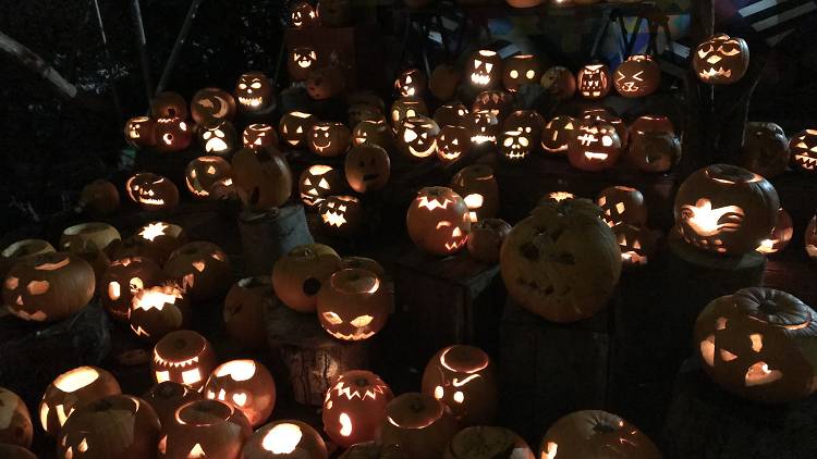 Pumpkins at Dalston Curve Garden 