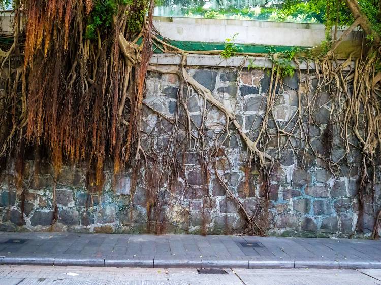 Stone wall trees