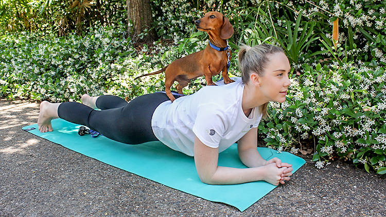 Woman doing a plank with a dachshund standing on her back. 