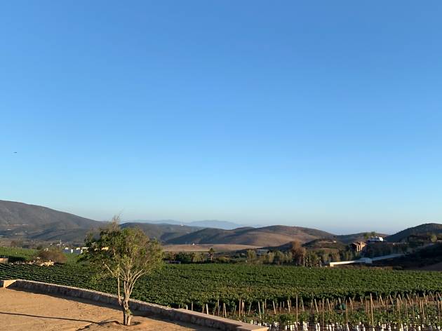 Viñedos y bodegas de vino en Valle de Guadalupe Viñedos y bodegas de vino en Valle de Guadalupe