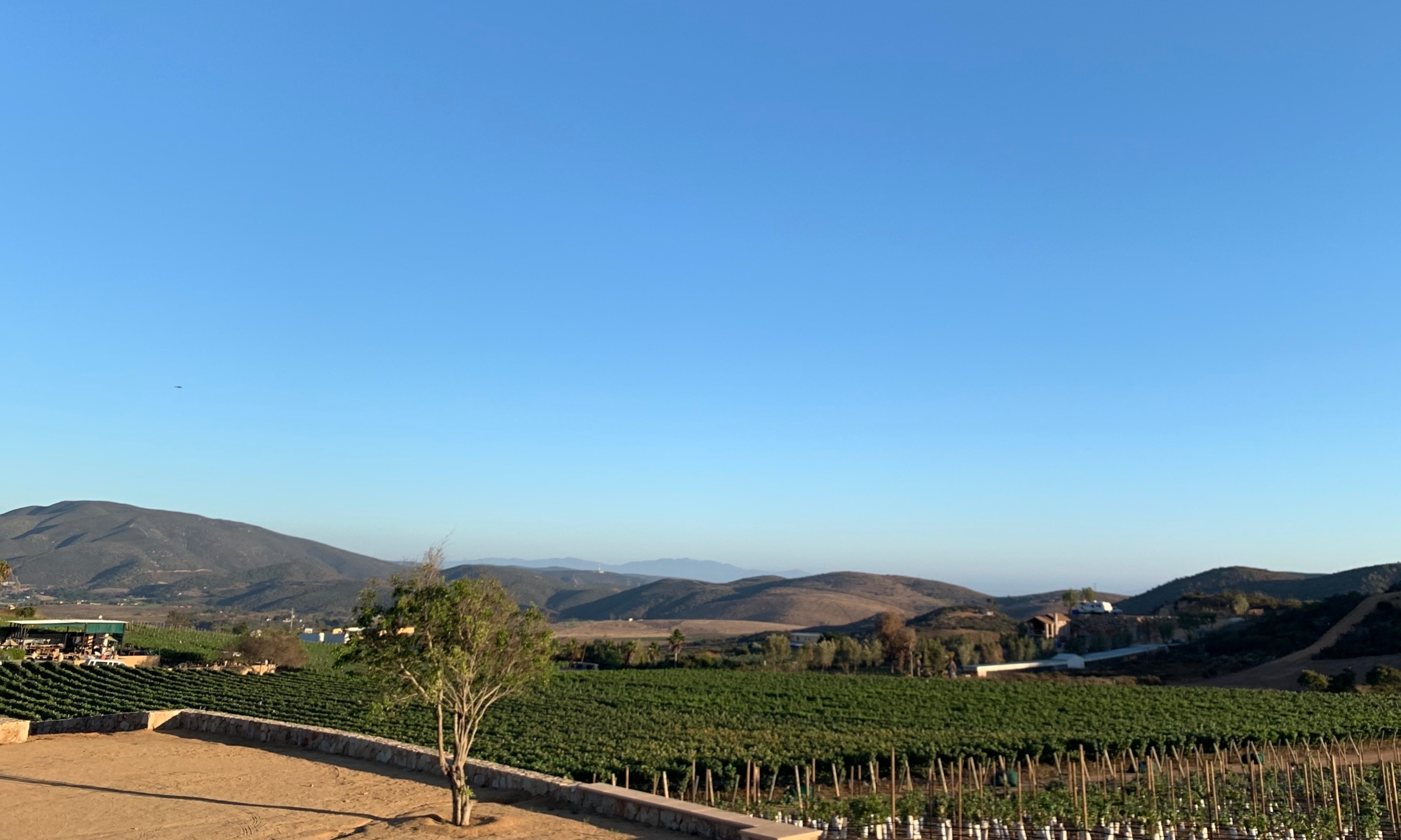 Conoce estos viñedos y bodegas de vino en Valle de Guadalupe