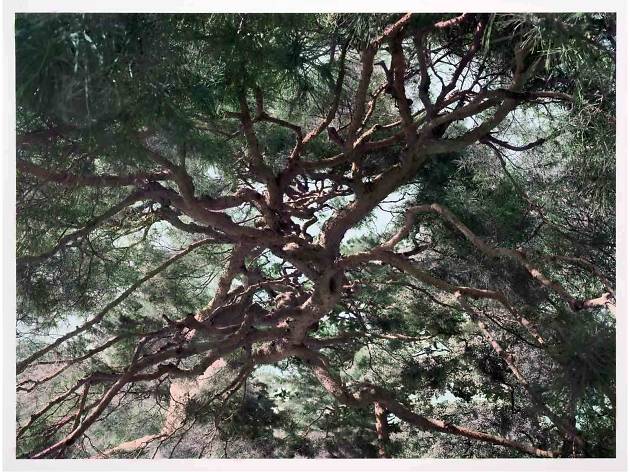 Among The Trees Among The Trees