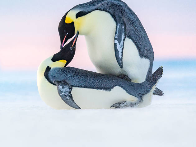 Wildlife Photographer of the year Wildlife Photographer of the year